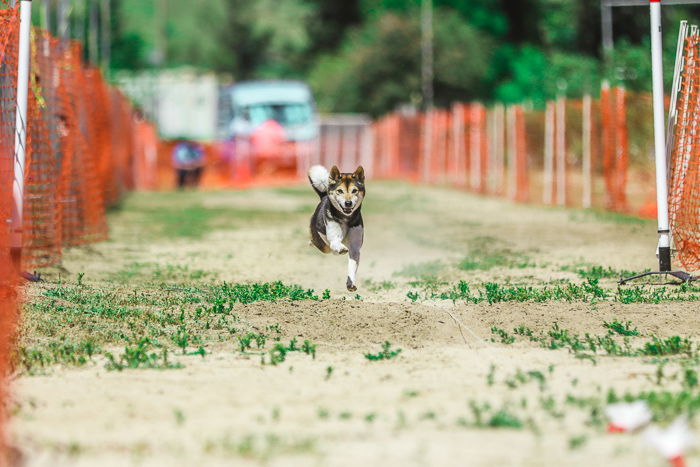 How to Shoot Amazing Action Dog Photography - 57