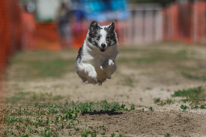 Cool dog photography action shot of a black and white dog running during an agility event