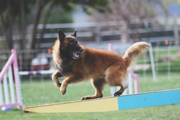 Cool pet photography action shot of a brown dog running during an agility game