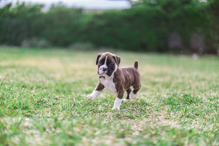 Cute dog photography action shot of a brown and white puppy walking on grass