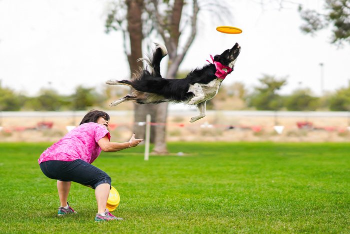 Cool pet photography action shot of a collie dog jumping for a frisbee being thrown by its owner