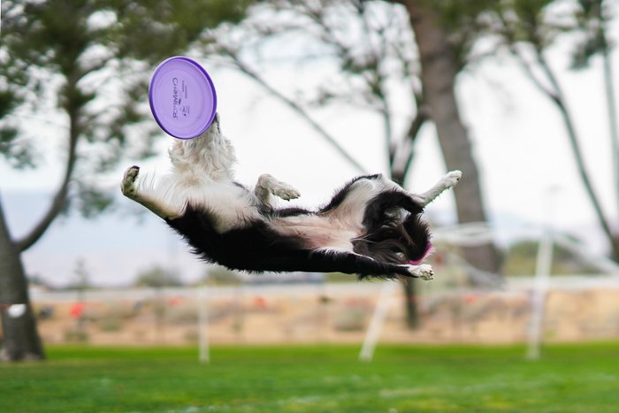 Cool pet photography action shot of a collie dog jumping for a frisbee 