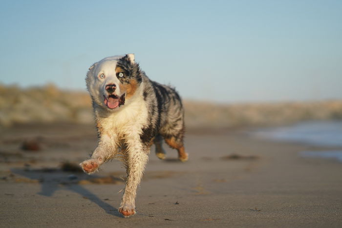 Cool pet photography action shot of a brown and white dog running on the beach