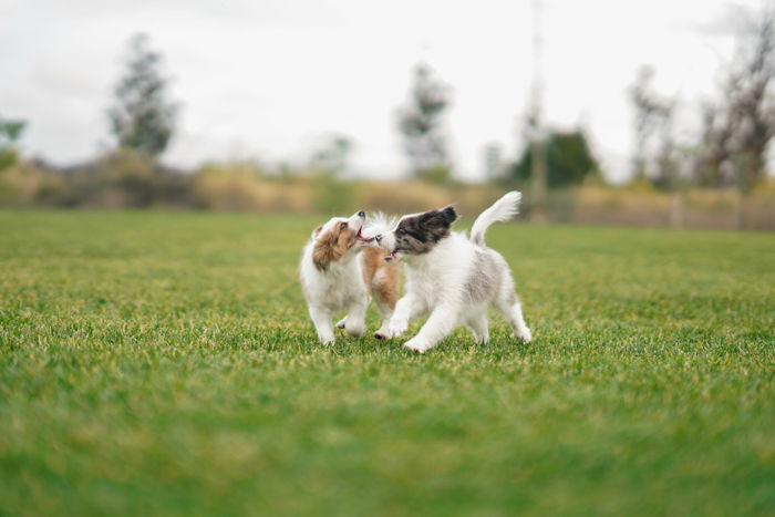 How to Shoot Amazing Action Dog Photography - 32