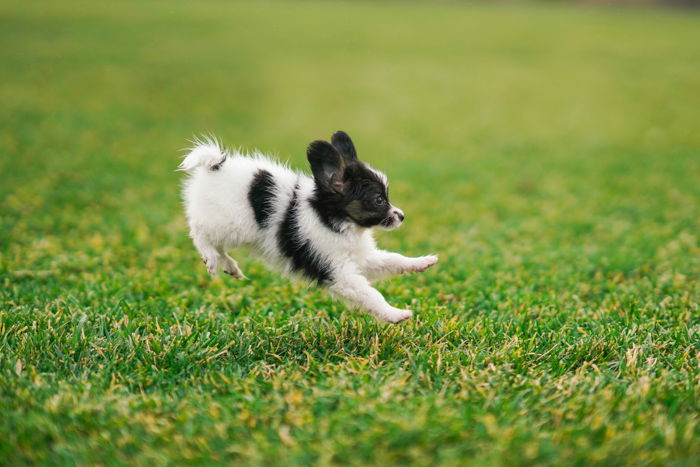 Adorable pet photography action shot of a black and white puppy jumping on grass