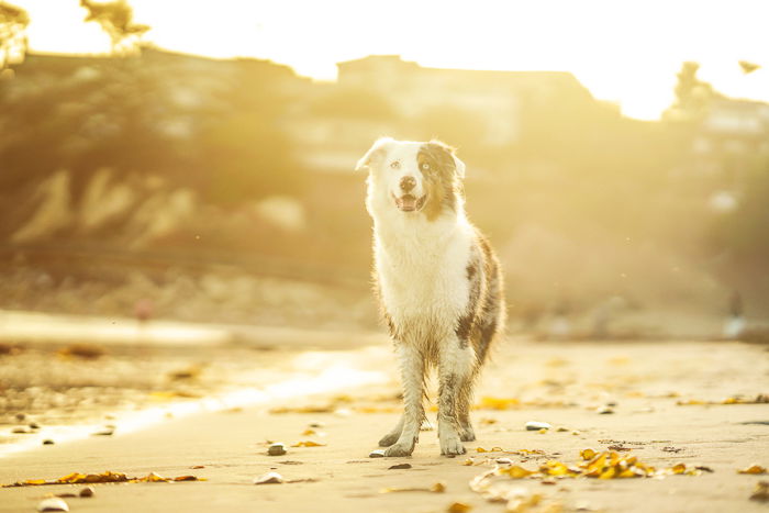 Camera Settings for Pet Photography   Best Settings and Tips - 48