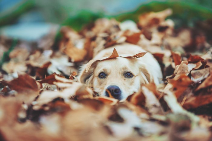 Cute pet portrait of a Labrador dog lying among autumn leaves - exposure settings for pet photography