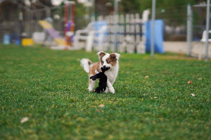 Camera Settings for Pet Photography   Best Settings and Tips - 60