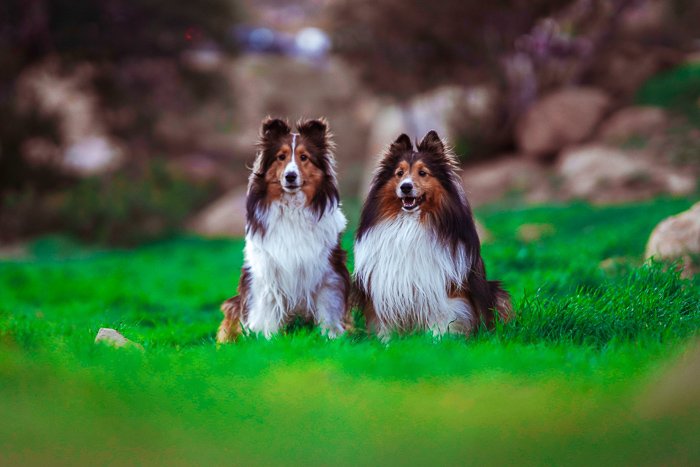 Cute pet portrait of two sheltie dogs sitting on grass - exposure settings for pet photography