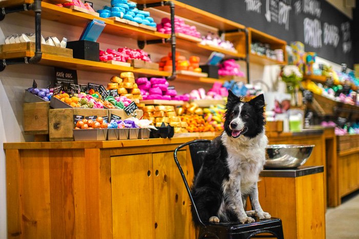 Cute pet portrait of a collie dog sitting on a chair in a store