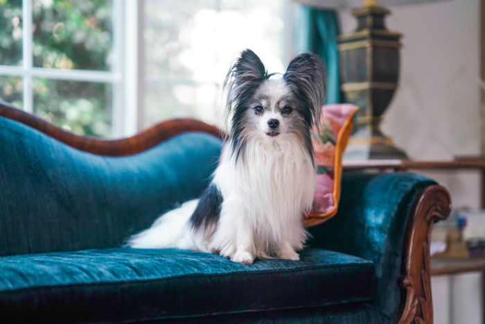 Cute pet portrait of a small brown and white dog sitting on a fancy chair indoors