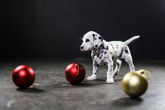 Cute pet portrait of a Dalmatian puppy playing with Christmas decorations