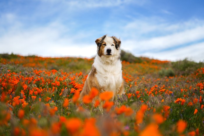 Cute pet portrait of a brown and white dog sitting in a field of orange flowers - exposure settings for pet photography