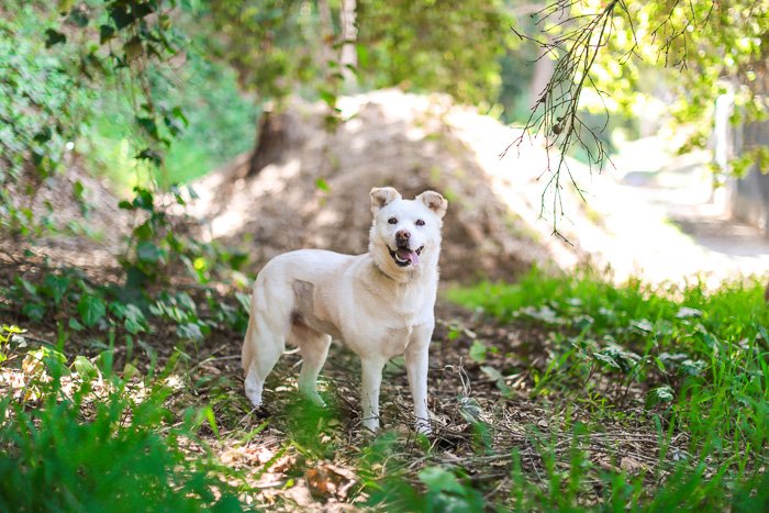 Cute pet portrait of a white dog standing in a forest