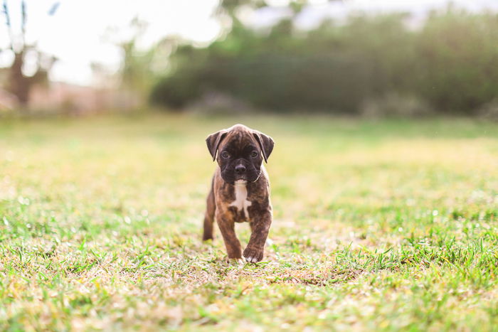 Camera Settings for Pet Photography   Best Settings and Tips - 21