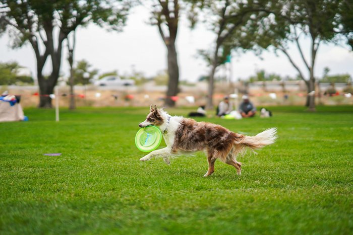 Acton shot of a dog running with a frisbee outdoors - pet photography exposure settings