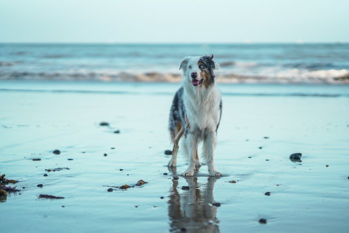 Cute pet portrait of a black and white dog standing on a beach at evening