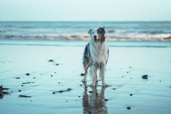 Camera Settings for Pet Photography   Best Settings and Tips - 56