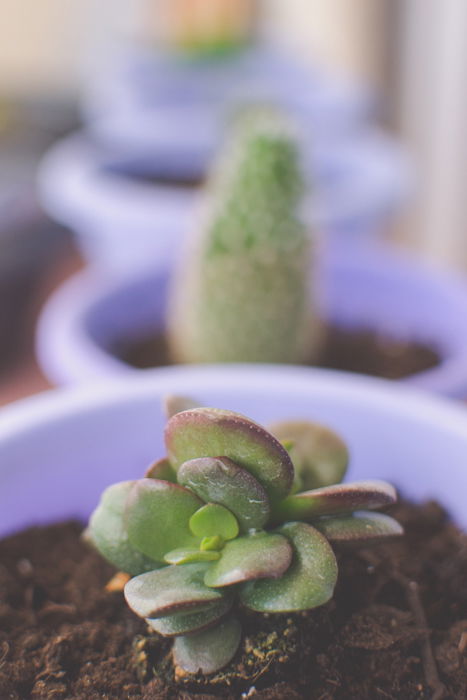 Close up of a plant in a purple pot with a row of blurry plant pots in the background 