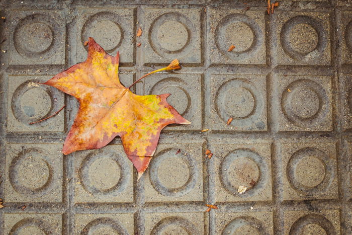 Overhead shot of an autumn leave on a stone path