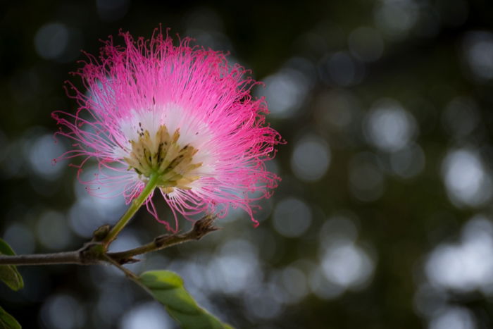 Improve Your Garden Photography with These 10 Great Tips - 39