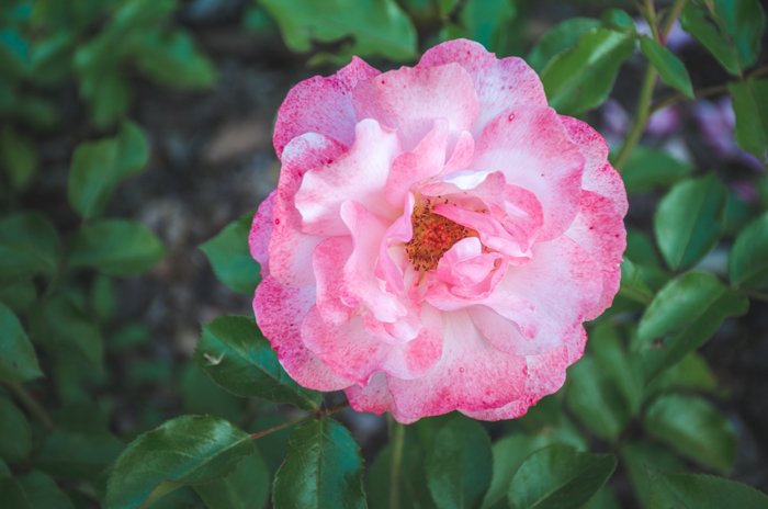 A pink flower in a garden