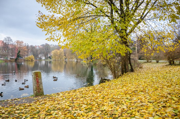 Autumn leaves covering the ground by a lake in a public park 
