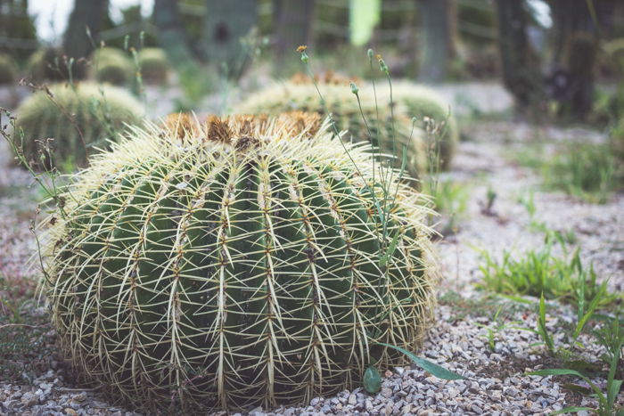 Improve Your Garden Photography with These 10 Great Tips - 75