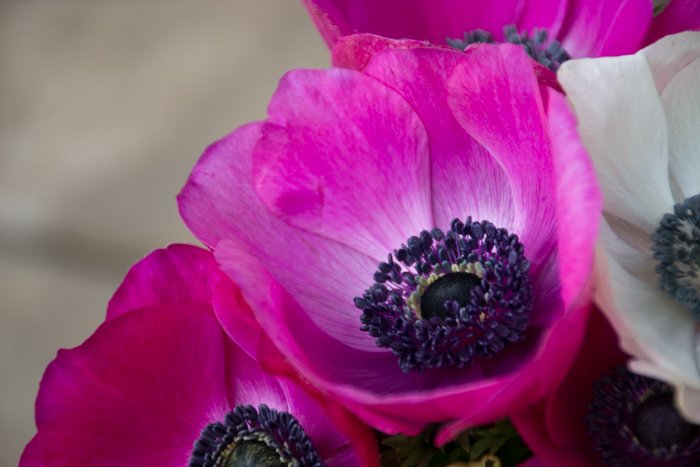 A close up of purple flowers in a garden