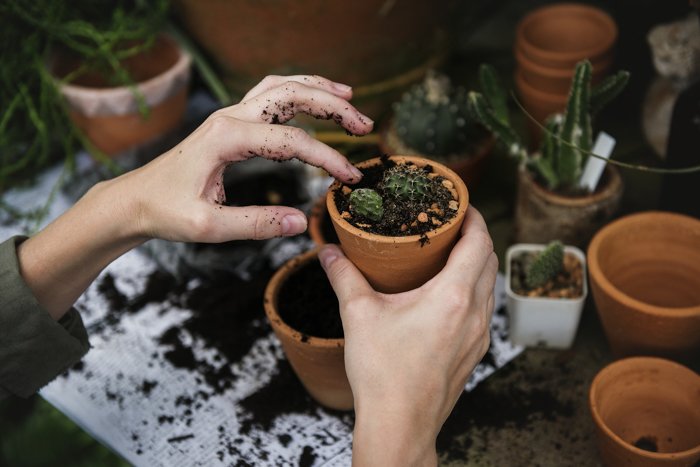 A persons hands putting soil in a small flower pot 