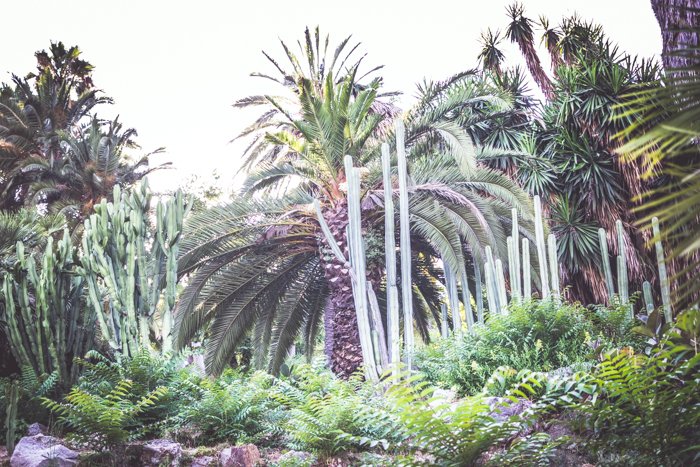 A wide angle shot of exotic trees and plants in a garden
