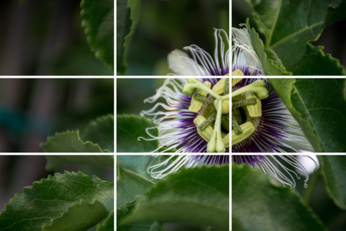 A close up of a beautiful white and purple flower in a garden with the rule of thirds grid overlayed 