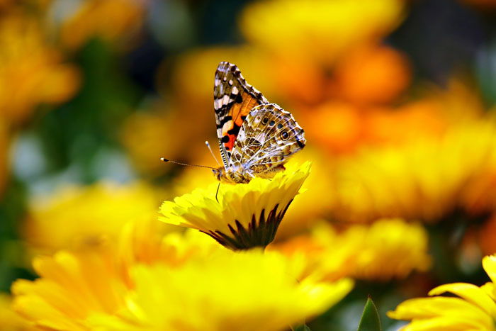 A butterfly on a yellow flower shot using analogous colors