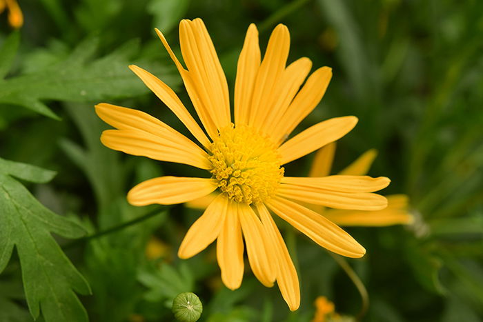 A close up of a yellow flower among grass - an example of analogous colors in nature