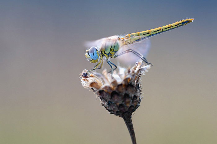 stunning close up photo of a dragonfly on a flower