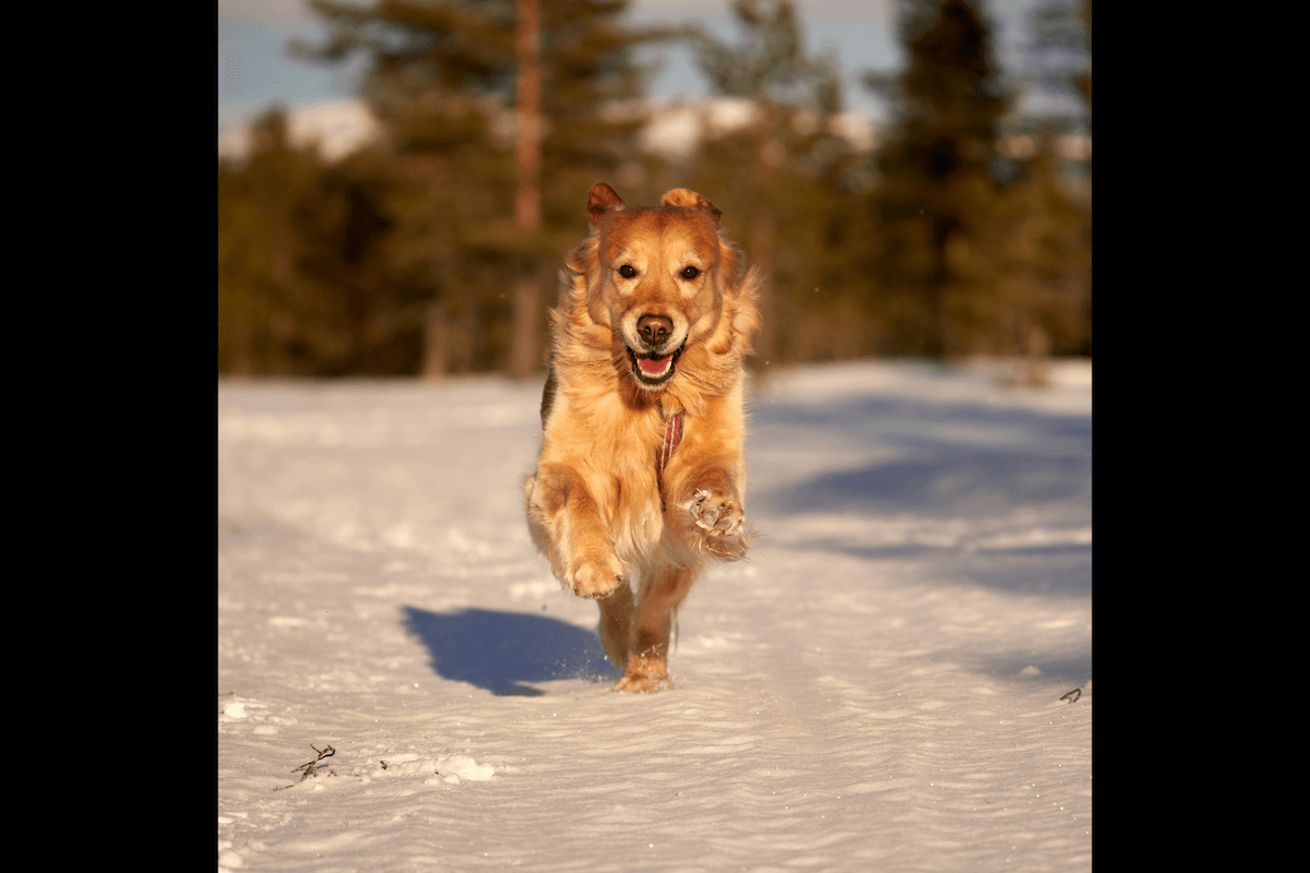 A dog running in a snow covered forest to show burst mode