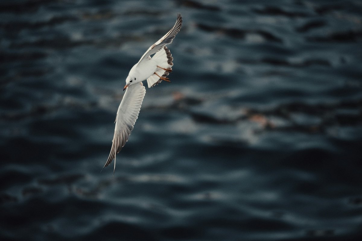 A seagull flying over water to show burst mode