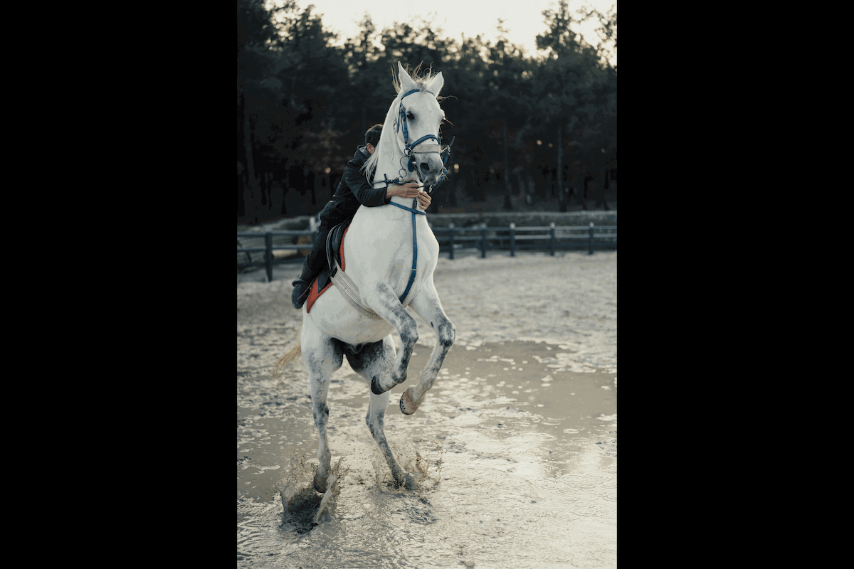 A horse rearing up on its hind legs with a rider on its back making a puddle splash to show burst mode