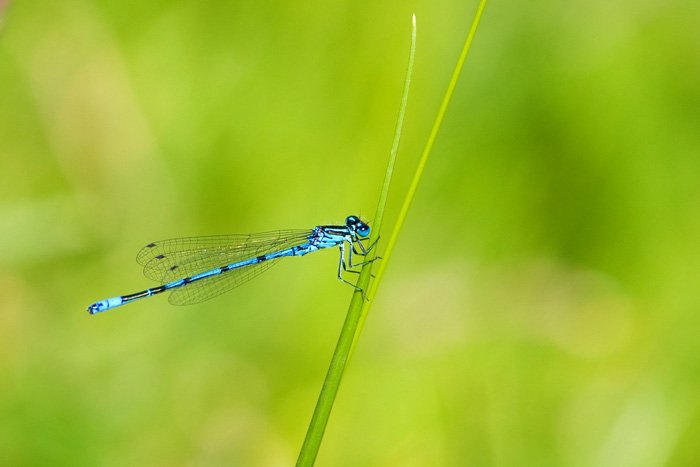stunning shot of a blue dragonfly on a blade of grass - beautiful dragonflies pictures
