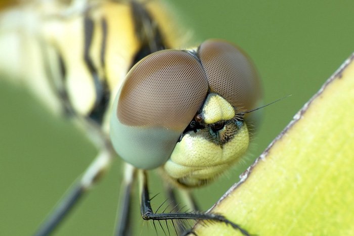 stunning macro shot of a dragonfly face