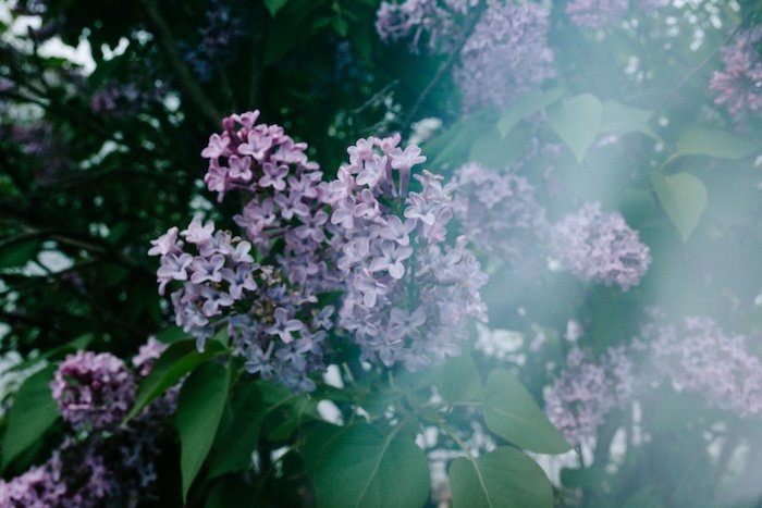 Lilacs shot with freelensing with a light leak