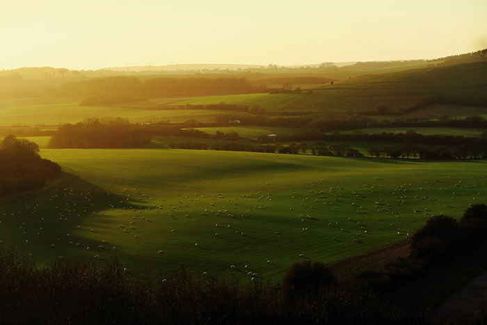 A luscious landscape shot shot in golden hour light