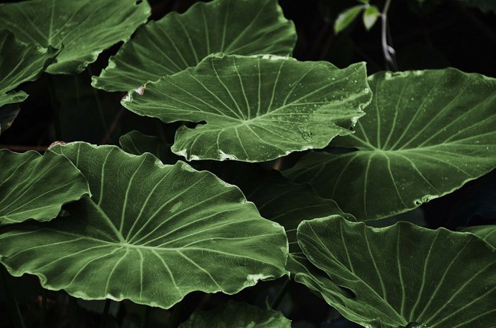 A close up photo of a group of green leaves - monotone color photo