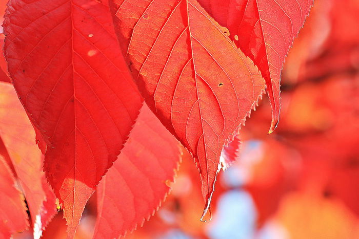 A close up photo of autumn leaves using red monochromatic colors