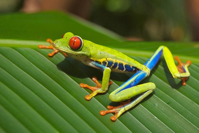 A close up of a colorful frog on a leaf