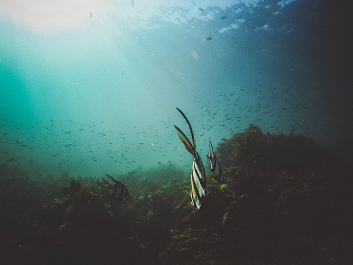 Atmospheric underwater photo of swimming fish