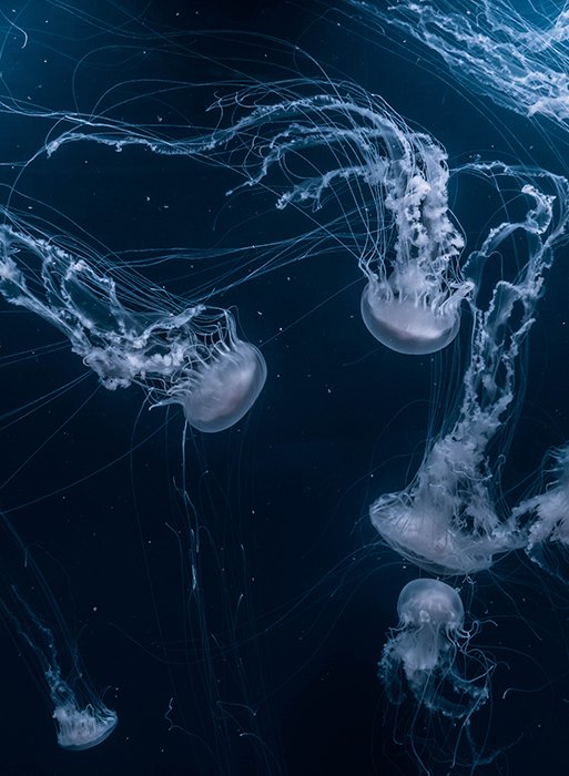 Atmospheric underwater photo of jellyfish swimming
