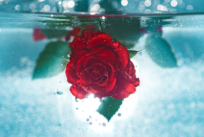 a red rose underwater