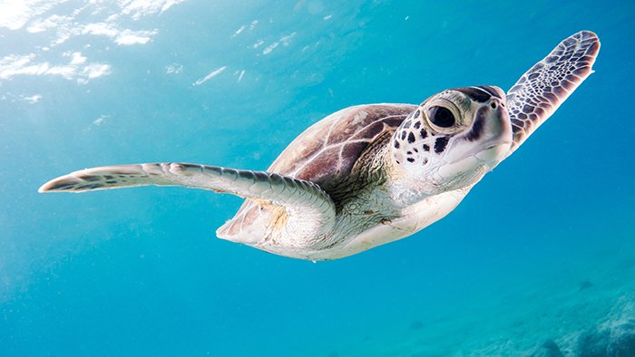 Magnificent sea turtle swimming underwater