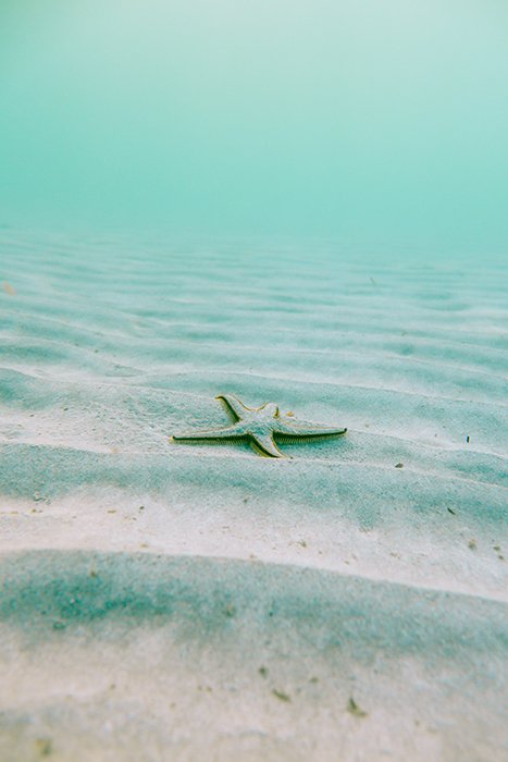 A bright and joyful photos of a starfish on sand in shallow water
